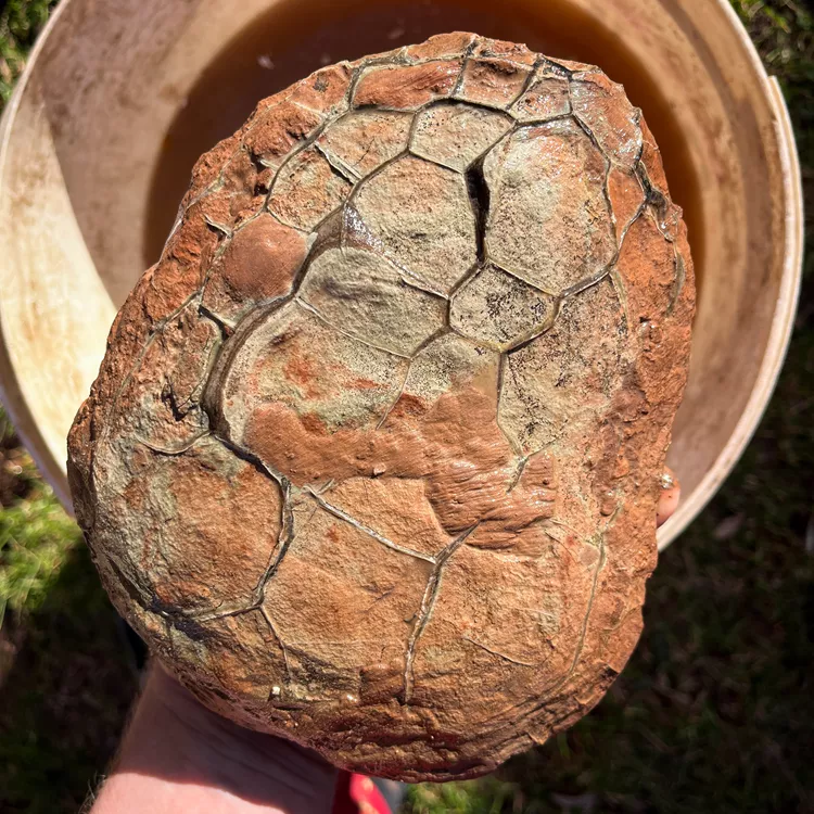 Septarie-surowe-z-nowego-kosciola-septarian-smoczy-kamien (1).webp