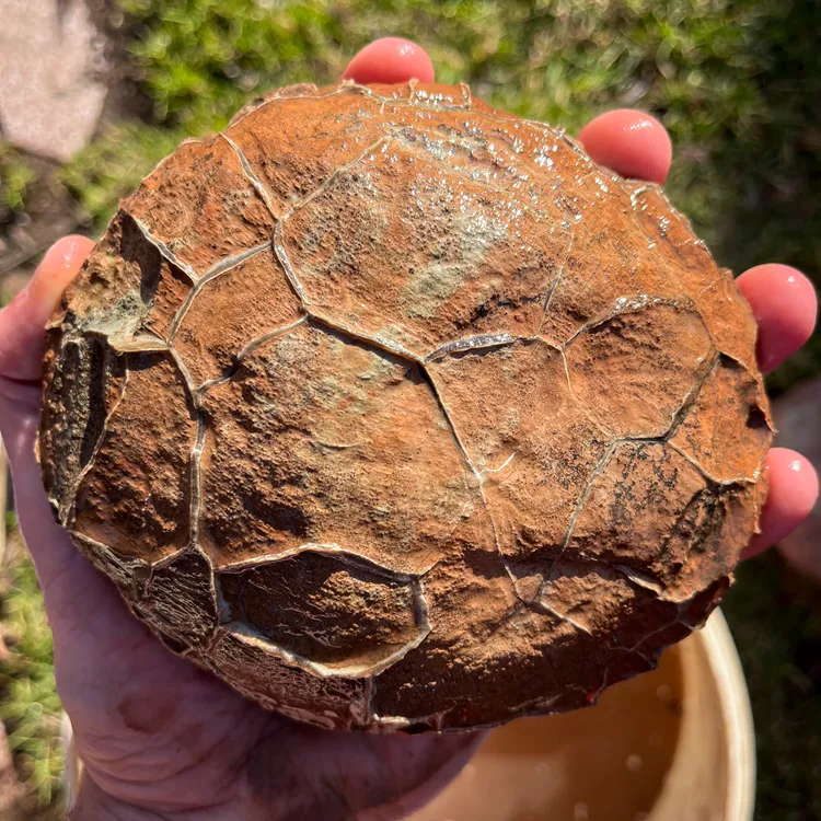 Septarie-surowe-z-nowego-kosciola-septarian-smoczy-kamien (2).webp