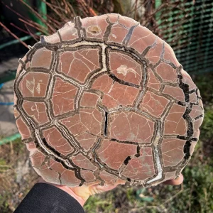 Septarie-surowe-z-nowego-kosciola-septarian-smoczy-kamien (9).webp
