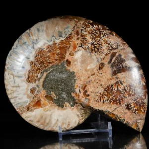 amonit-naturalny-skamielina-sklep (47).webp