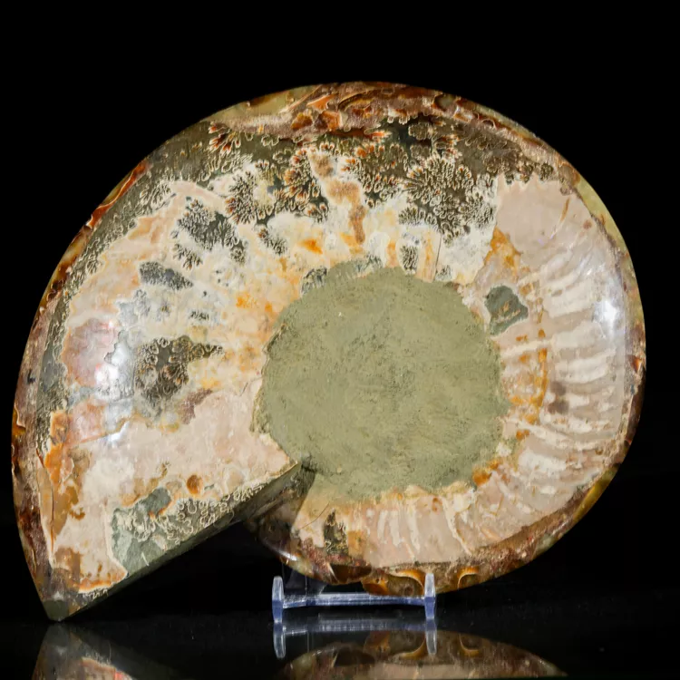 amonit-naturalny-skamielina-sklep (99).webp