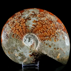 amonit-surowy-duza-naturalna-skamienialosc (9).webp