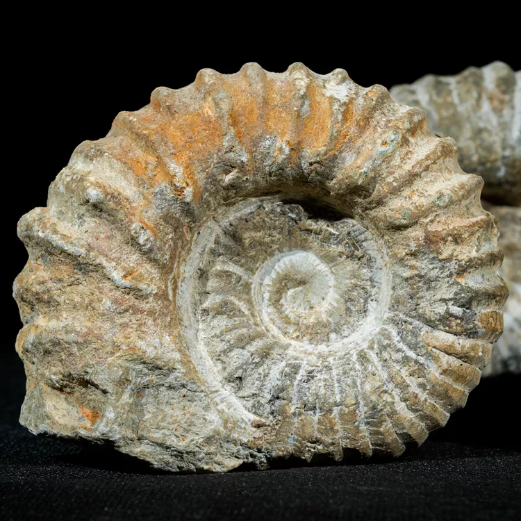 amonit-naturalny-skamienialosc-slimak (2).webp