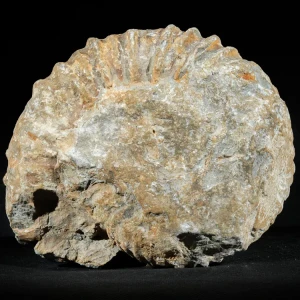 amonit-duza-skamienialosc-skamielina (3).webp