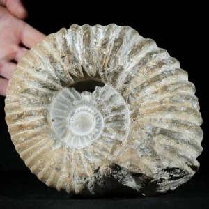 amonit-duza-skamienialosc-skamielina (4).webp