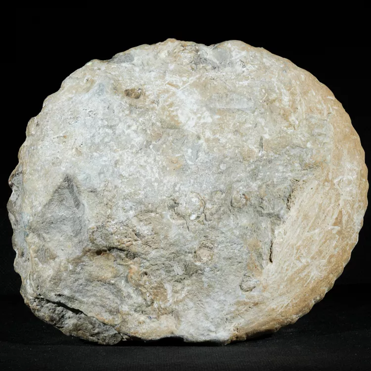 amonit-duza-skamienialosc-skamielina (6).webp