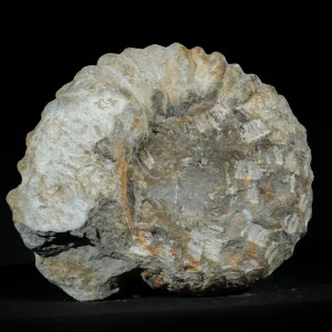 amonit-duza-skamienialosc-skamielina (15).webp