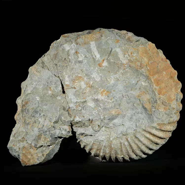 amonit-duza-skamienialosc-skamielina (38).webp
