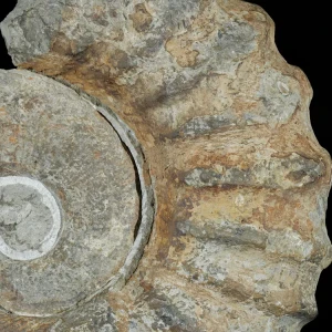 amonit-duza-skamienialosc-skamielina (33).webp