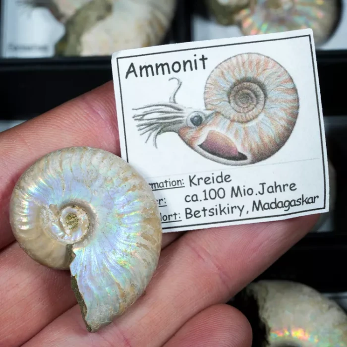 amonit-maly-z-certyfikatem (1).webp