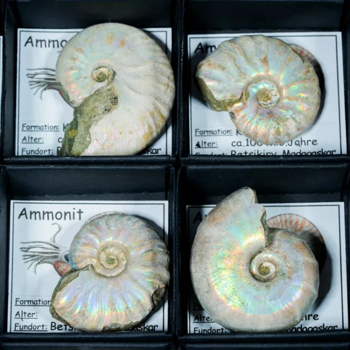 amonit-maly-z-certyfikatem (2).webp